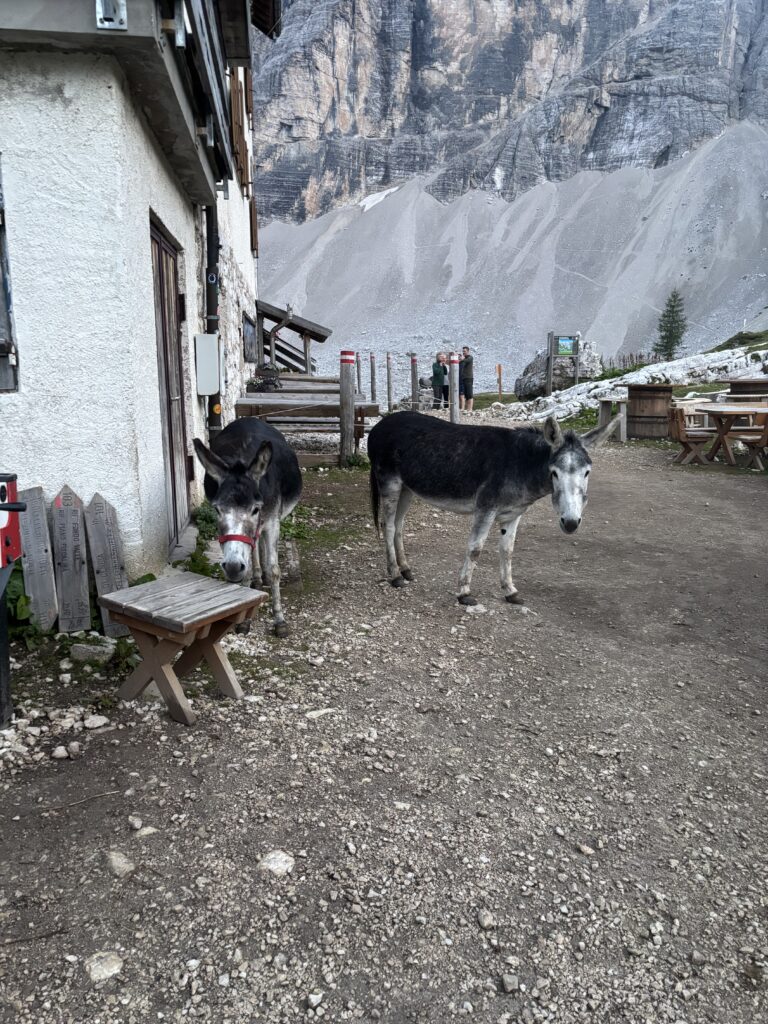 Asiliukai prie Zsigmondy Comici trobelės Dolomituose